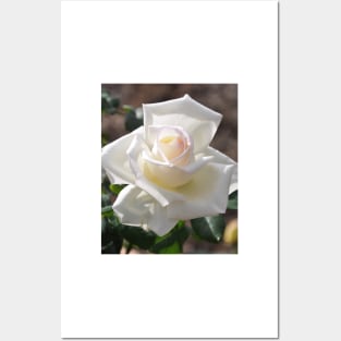 Soft White Rose Bloom Posters and Art